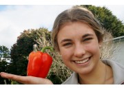 RED CAPSICUM MEDIUM Size Each Whakatane Grown
